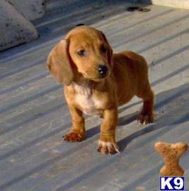 Dachshund Puppies for Sale