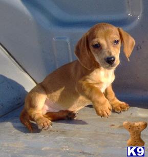 Dachshund Puppies for Sale