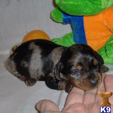 Dachshund Puppies for Sale