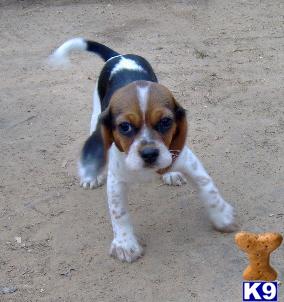 Puppies in OK