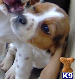 Cavalier King Charles Spaniel Puppies for Sale