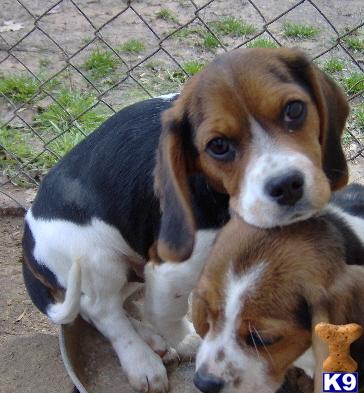 Puppies in OK