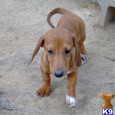 Puppies in OK