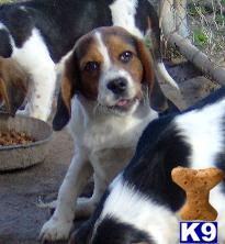 Puppies in OK