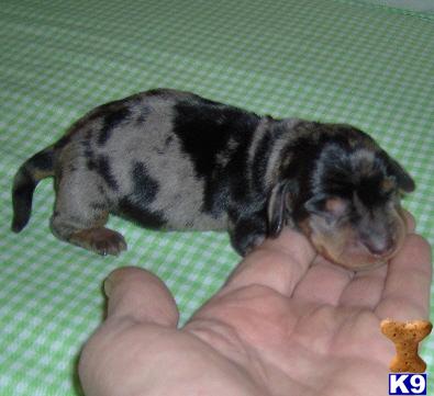 Puppies in OK