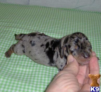 Puppies in OK