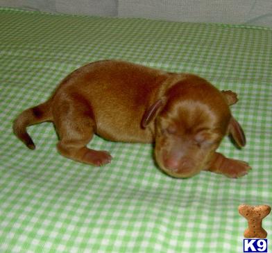 Puppies in OK