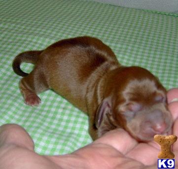 Puppies in OK