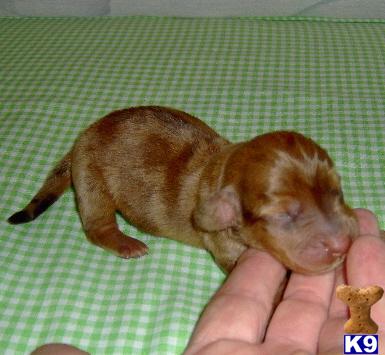 Puppies in OK