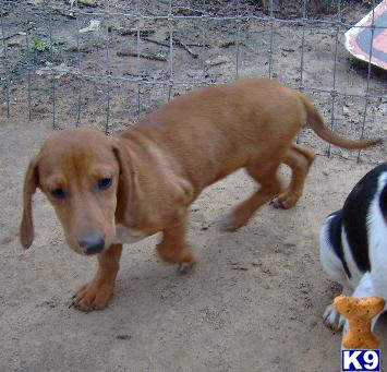 Puppies in OK