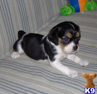Puppies in OK