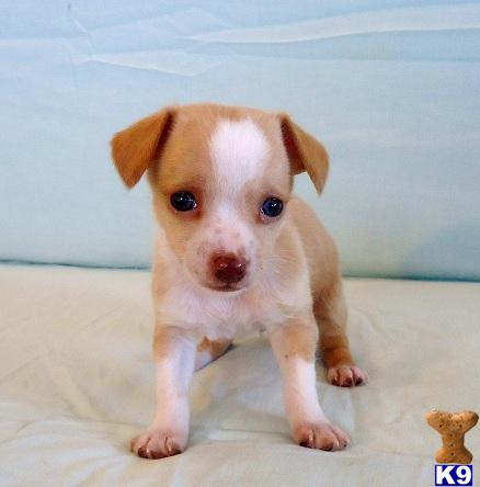 Puppies in OK