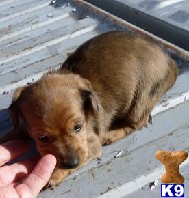 Puppies in OK