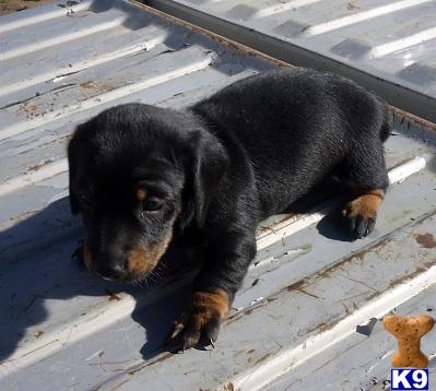 Puppies in OK