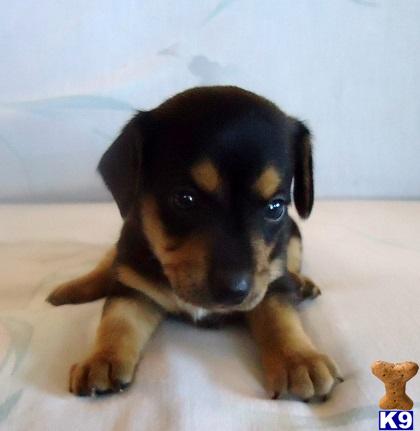 Puppies in OK