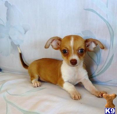 Puppies in OK