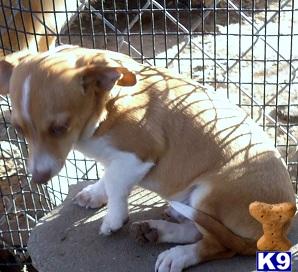 Puppies in OK
