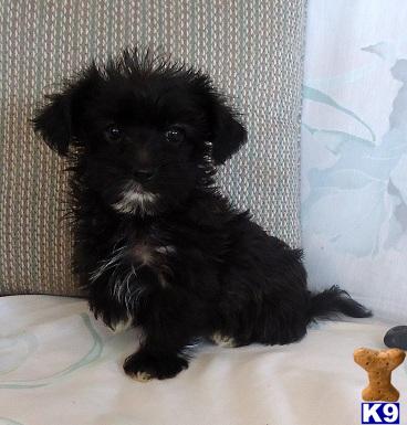 Shih Tzu Puppies