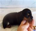 Dachshund