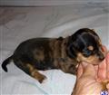 Dachshund