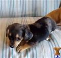 Dachshund
