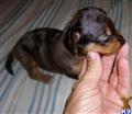 Dachshund