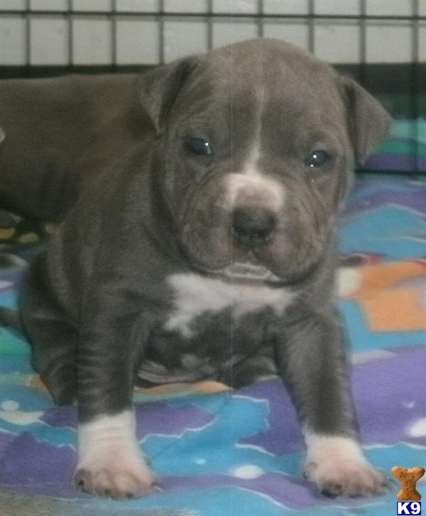 Puppies in SILVER SPRING