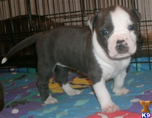 Puppies in SILVER SPRING