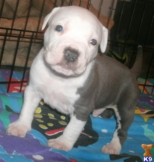 Puppies in SILVER SPRING