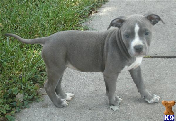pitbull puppies for sale in md pitbull puppies for sale in baltimore md pitbull puppies for sale in md pitbull puppies for sale in baltimore md