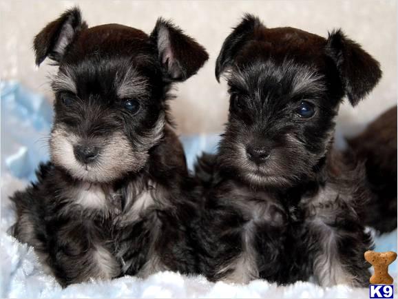 Puppies in Corona