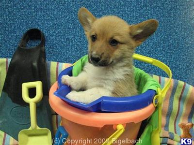 Puppies in Escondido