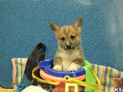 Puppies in Escondido