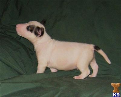 Miniature Bull Terrier Puppies for Sale