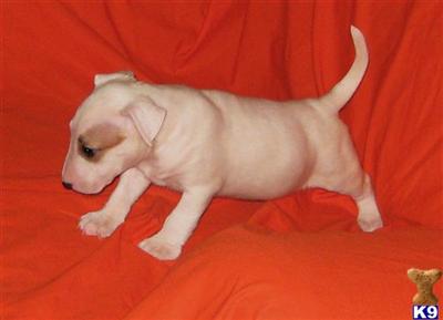 Miniature Bull Terrier Puppies for Sale