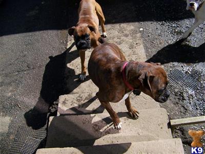 Boxer Puppies for Sale