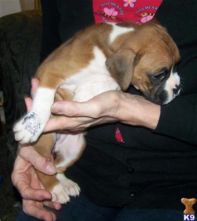 Puppies in OR