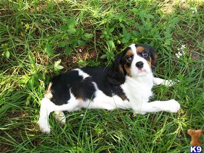 Cavalier King Charles Spaniel Puppies in FL