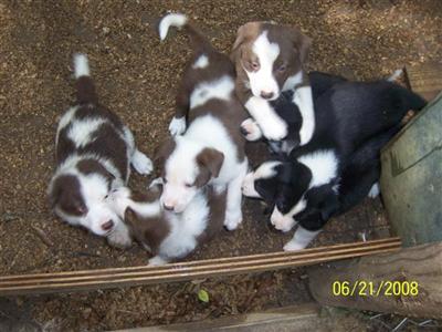 Puppies in NC