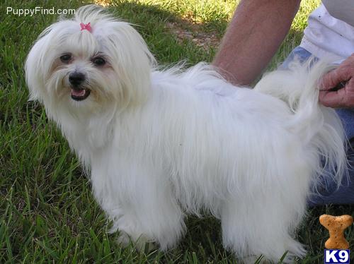 Dogs for Sale in MO