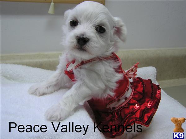 Coton De Tulear Puppies