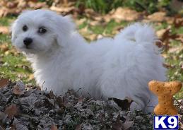 Coton De Tulear Puppies