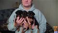 Miniature Pinscher
