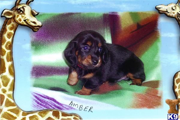Puppies in Ocala