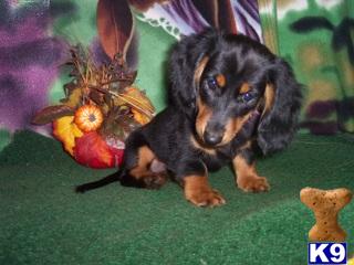 Puppies in Ocala