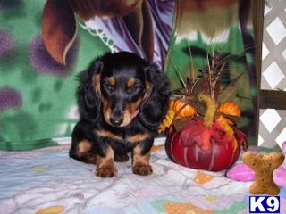 Puppies in Ocala