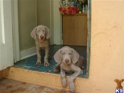 Puppies in HI