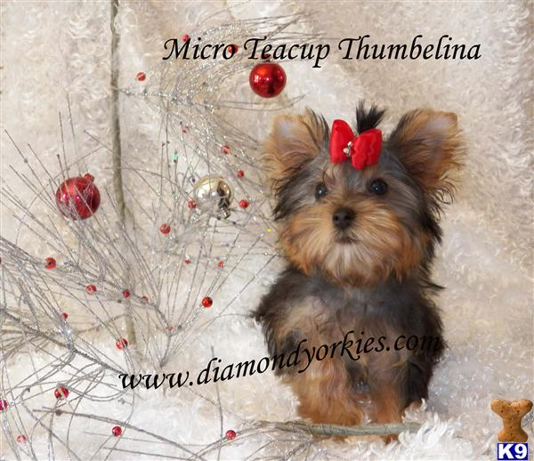 Yorkshire Terrier Puppies in TX