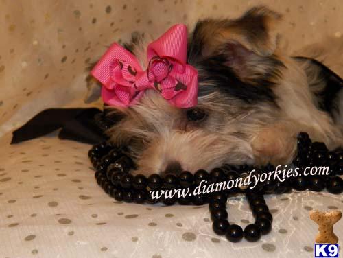 Yorkshire Terrier Puppies in TX