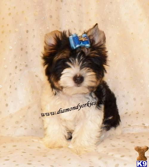 Yorkshire Terrier Puppies in TX
